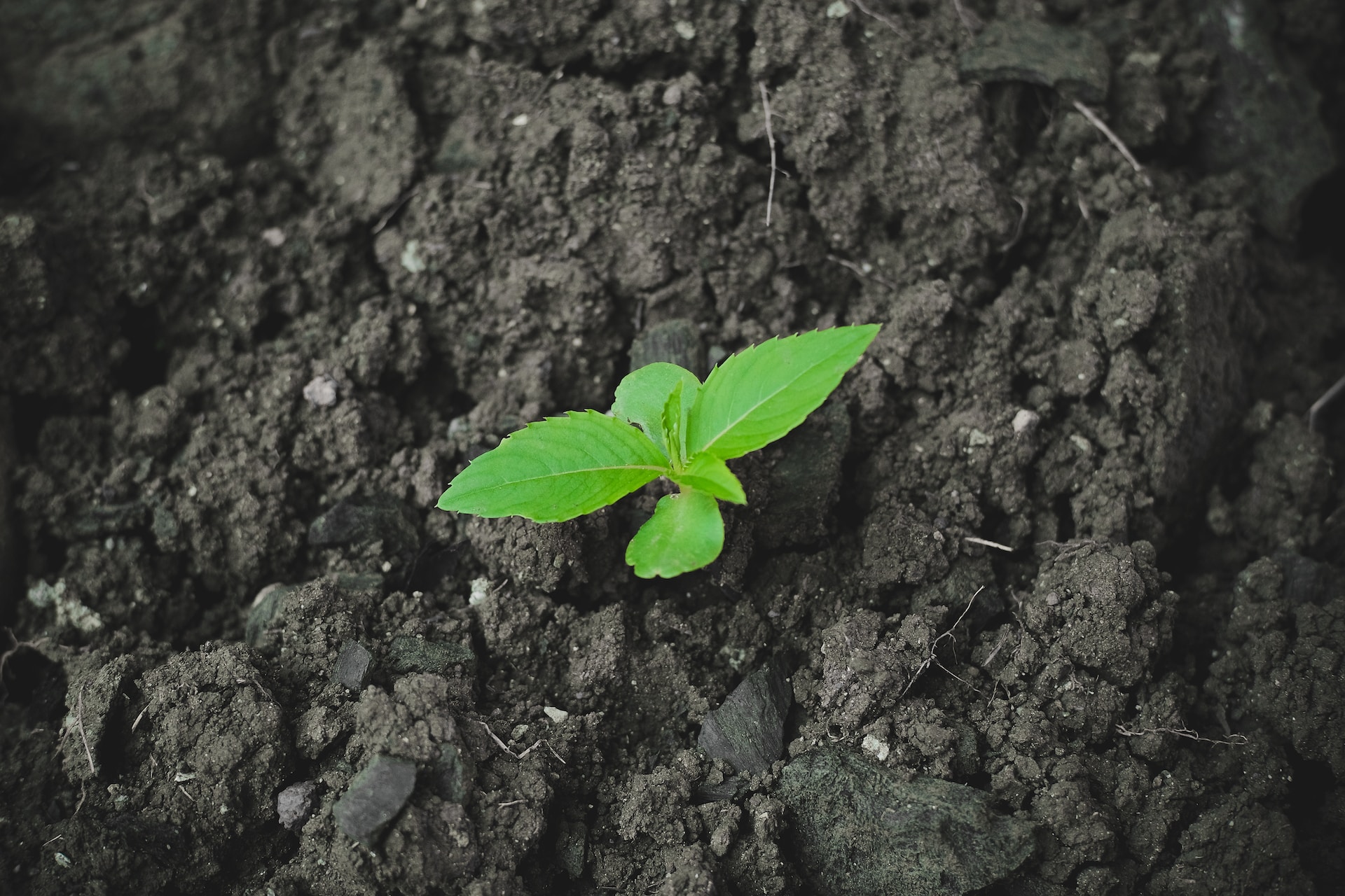 Green sprout in harsh environment